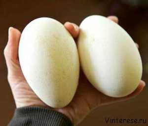 Вред утиных и гусинных яиц